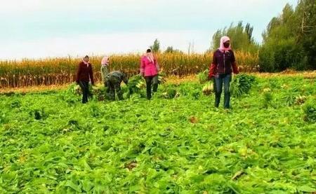 乡村振兴靠什么吸引人才