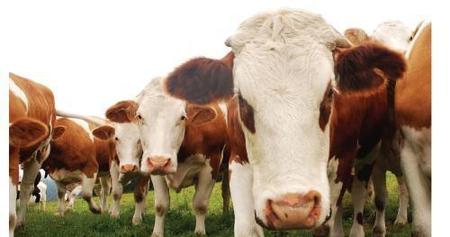 谷饲与草饲牛肉的区别(牛肉的区分)