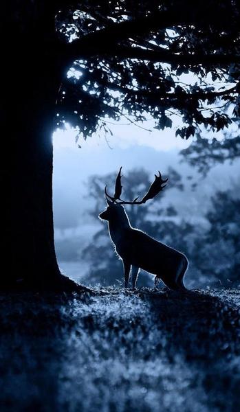 林深时见鹿, 海蓝时见鲸(林深时见雾,海蓝时浪涌,梦醒时夜续是什么意思)