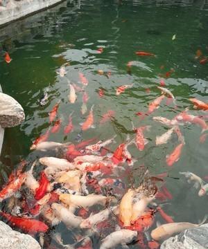 锦鲤鱼身上腐烂怎么办