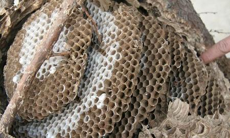 马蜂窝泡酒可以喝吗(马蜂窝泡酒可以治风湿吗)