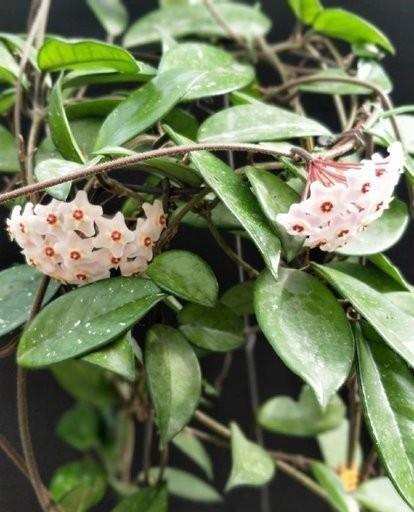 球兰的花梗怎么不开花(养球兰用什么土质最好)