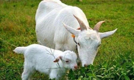 养驴好还是养羊好(养牛养驴养羊哪个更赚钱)