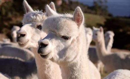 西服和衬衣可以用洗衣机洗吗