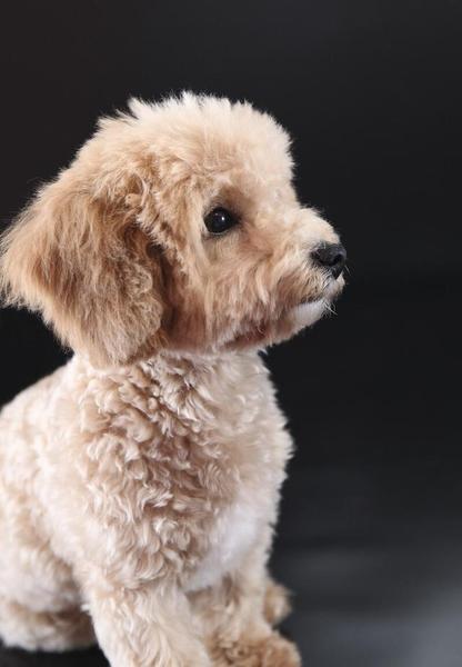 泰迪狗突然死了的原因