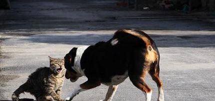 猫和狗打架谁会赢
