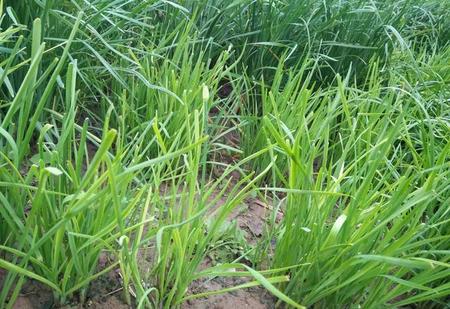 吃韭菜对身体有什么好处和坏处(韭菜对身体的好处和坏处)