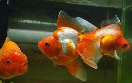 养的金鱼为什么总是死(金鱼缸的鱼经常死)