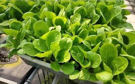 春天适合种什么蔬菜图片(适合春天种植的蔬菜)