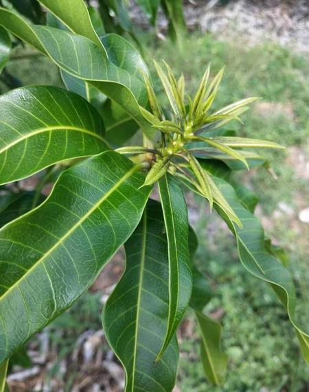 芒果树花期怎样摘花