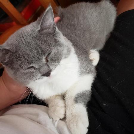 几百块的英短能不能买