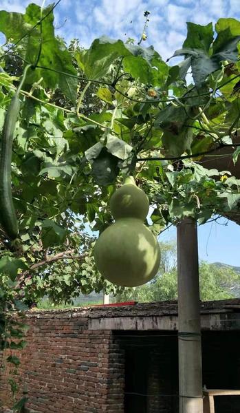 兔和龙相配婚姻会怎么样(兔和龙结婚能白头到老吗)