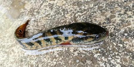 我知道的鱼有哪些