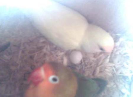 新手养鹦鹉最好多大开始养(鹦鹉幼鸟多大离开母鸟)