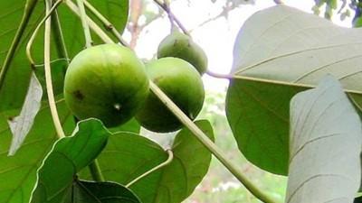 梧桐树的籽有什么作用(梧桐树子的功效与作用)