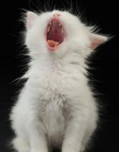 猫咪应激会有啥反应(减少猫咪应激反应)