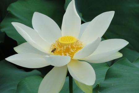 叶圣陶的荷花是按照什么顺序来写的(三年级课文叶圣陶的荷花)