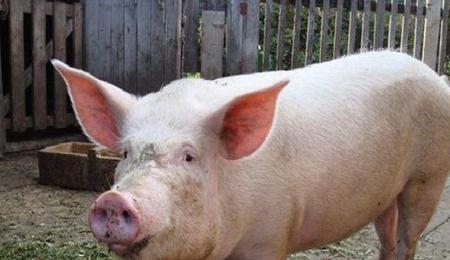 为什么黄膘猪不能吃