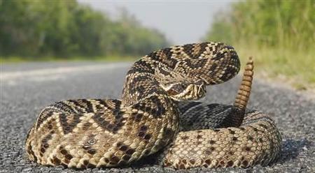 响尾蛇尾巴为什么要响尾(响尾蛇的尾巴为什么可以发出声音)