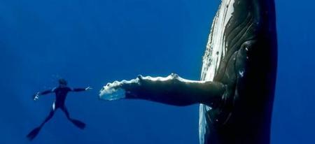 鲸搁浅的最可能得原因(鲸鱼为什么容易搁浅)