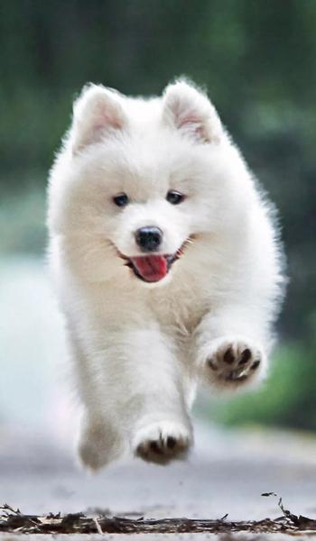 狗不能在家里杀(为啥自家的狗不能杀)