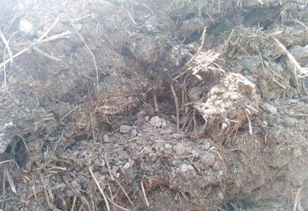 牛粪有什么利用价值(种西瓜用牛粪可以吗?)