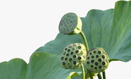 水上种植的蔬菜有哪些种(茨菇和茭白)