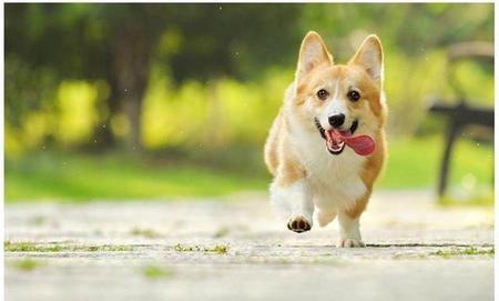 柯基可以长多少斤(柯基犬一般多重)