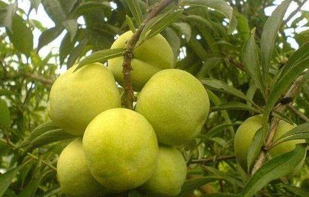 全国各地有名的水果(山东烟台红富士苹果图片)