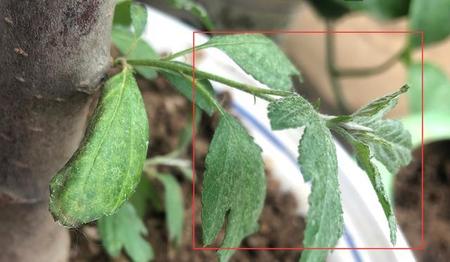 水梅花为什么卷叶(梅花叶子卷曲干枯怎么回事)