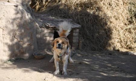 农村养土狗(千万不要养土狗)