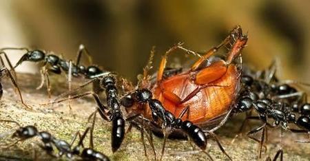 蜂蜜里面有小蚂蚁可以吃吗?