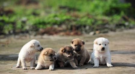 流浪动物救助组织(流浪猫狗救助协会)