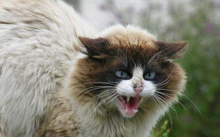 猫咪放养好还是圈养好