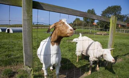 圈养羊的正确喂养方法