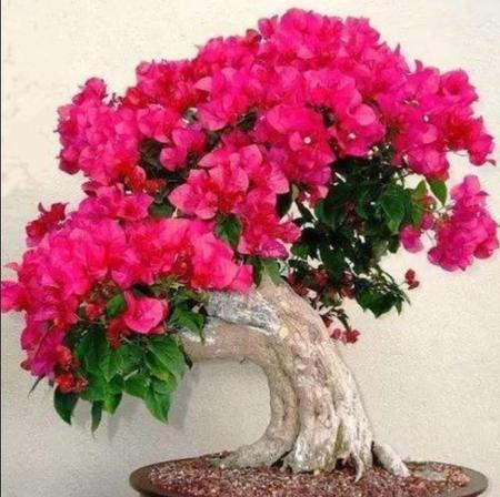 广州阳台适合种什么花(蒜香藤驱蚊吗)