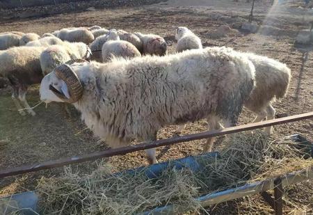 母羊会不会长角(绵羊的母羊有角吗)