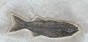 化石是怎么形成的对于我们研究早期人类有什么作用(化石对于研究早期人类的作用)