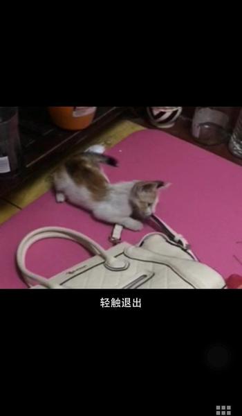 流浪猫会不会跟着喂过它的人(流浪猫会记得喂食的人吗)