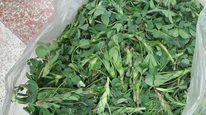 苜蓿草能吃吗?怎么吃(苜蓿草怎么吃)