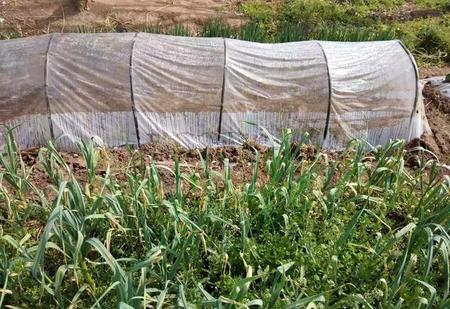 春季种植蔬菜(绿叶蔬菜施什么肥)