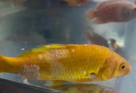 观赏鱼锦鲤鱼怎么养(请问锦鲤鱼怎么养)