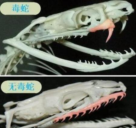 无毒蛇和有毒蛇有什么区别(牙齿有没有毒)