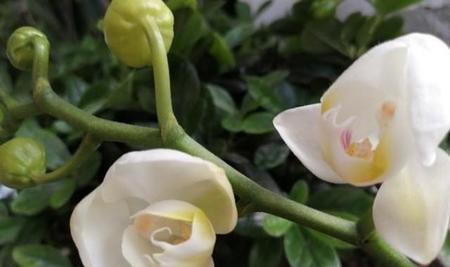 硫酸亚铁不适合哪些花卉