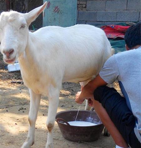 中国目前最好的山羊品种是(怎么识别萨能奶山羊)