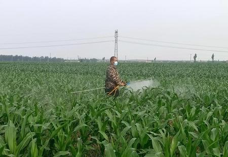 全国玉米亩产最高能达到多少斤(玉米产量亩产量多少)