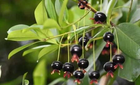 巴西樱桃什么时候开花结果