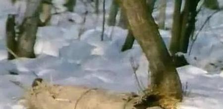 红楼梦王熙凤死后的下场