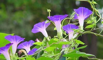 打碗碗花和牵牛花的区别(打碗花与牵牛花的区别)