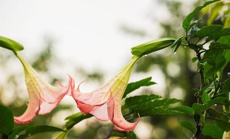 哪种曼陀罗花有毒